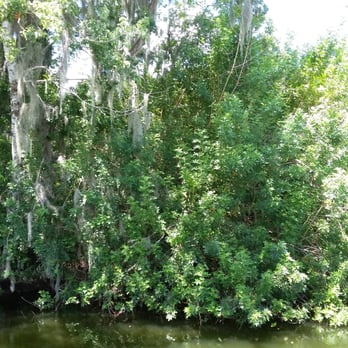 Premier Boat Tours - Boat Tours Near Me - Mount Dora, Florida Premier Boat Tours - Boat Tours Near Me - Mount Dora, Florida