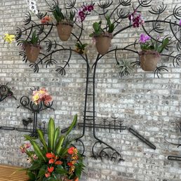 Orchid display