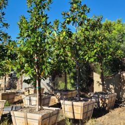 San Antonio Nursery - 36" Box Southern Magnolia. $320 each.