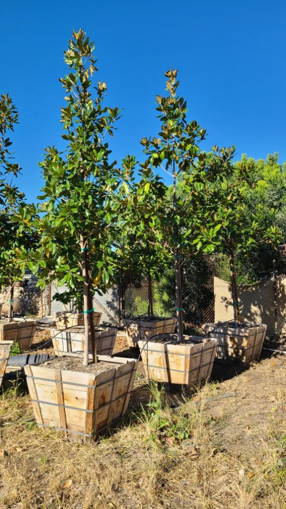 SAN ANTONIO NURSERY Updated September 2024 47 Photos 9696