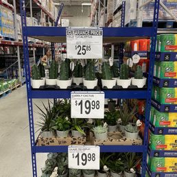 Cuddly cactus...is that a thing? Cuddly cactus...is that a thing?
