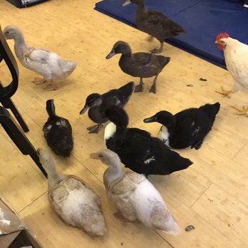 Wild Bird Fund - Animal Shelters Near Me - New York, New York Wild Bird Fund - Animal Shelters Near Me - New York, New York