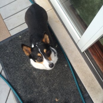 Prairie State Veterinary Clinic - Beautiful Bridgie - Veterinarians Near Me - Orland Park, Illinois Prairie State Veterinary Clinic - Beautiful Bridgie - Veterinarians Near Me - Orland Park, Illinois
