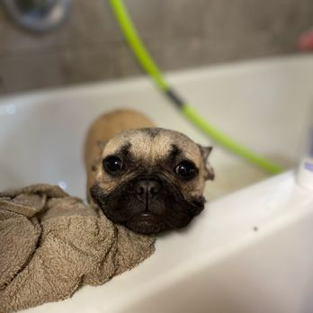 Mesa Veterinary Hospital - Bath time at Mesa Veterinary Hospital - Veterinarians Near Me - Nipomo, California Mesa Veterinary Hospital - Bath time at Mesa Veterinary Hospital - Veterinarians Near Me - Nipomo, California