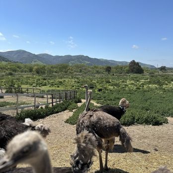 Ostrichland USA - Large property for the birds. - Attraction Farms Near Me - Solvang, California