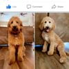 My Road Dog Mobile Grooming gift card