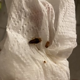 Roach and egg sack