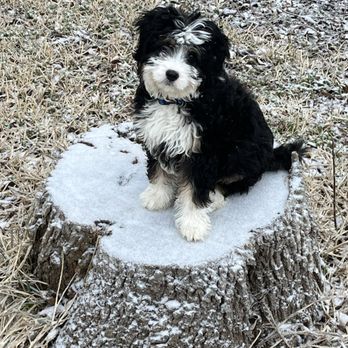 Southland Puppies - Pet Breeders Near Me Southland Puppies - Pet Breeders Near Me