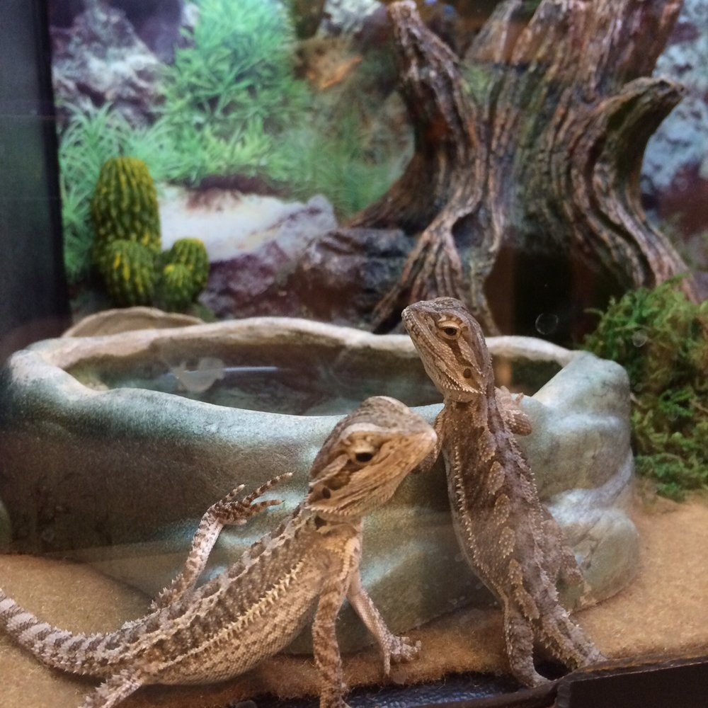 PetSmart - Strike a pose. - Pet Stores Near Me - Tucson, Arizona