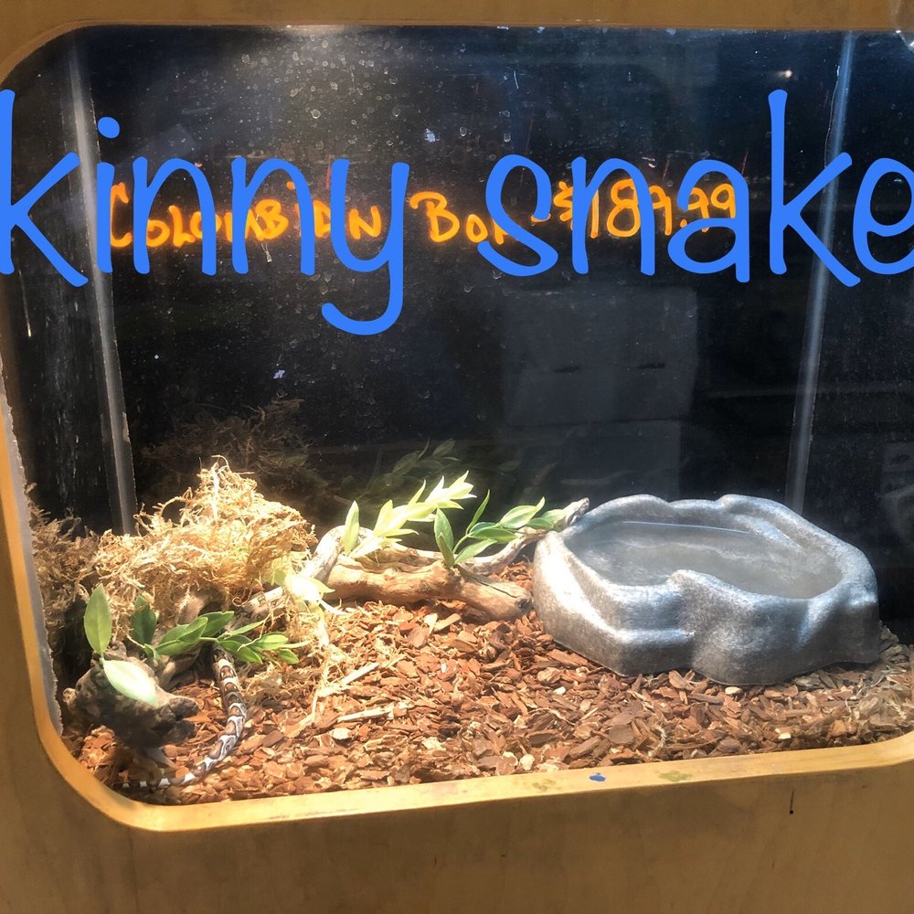 Forever Pets - Malnourished snakes - Pet Services Near Me - San Antonio, Texas Forever Pets - Malnourished snakes - Pet Services Near Me - San Antonio, Texas