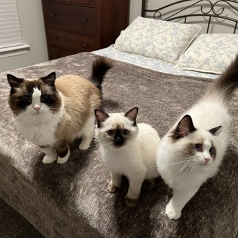 Rumi Ragdolls - Sapphire, Mia, and Toven.  It was a great idea to get 2 kittens-they would play and use up each other's kitten energy. - Pet Adoption Near Me