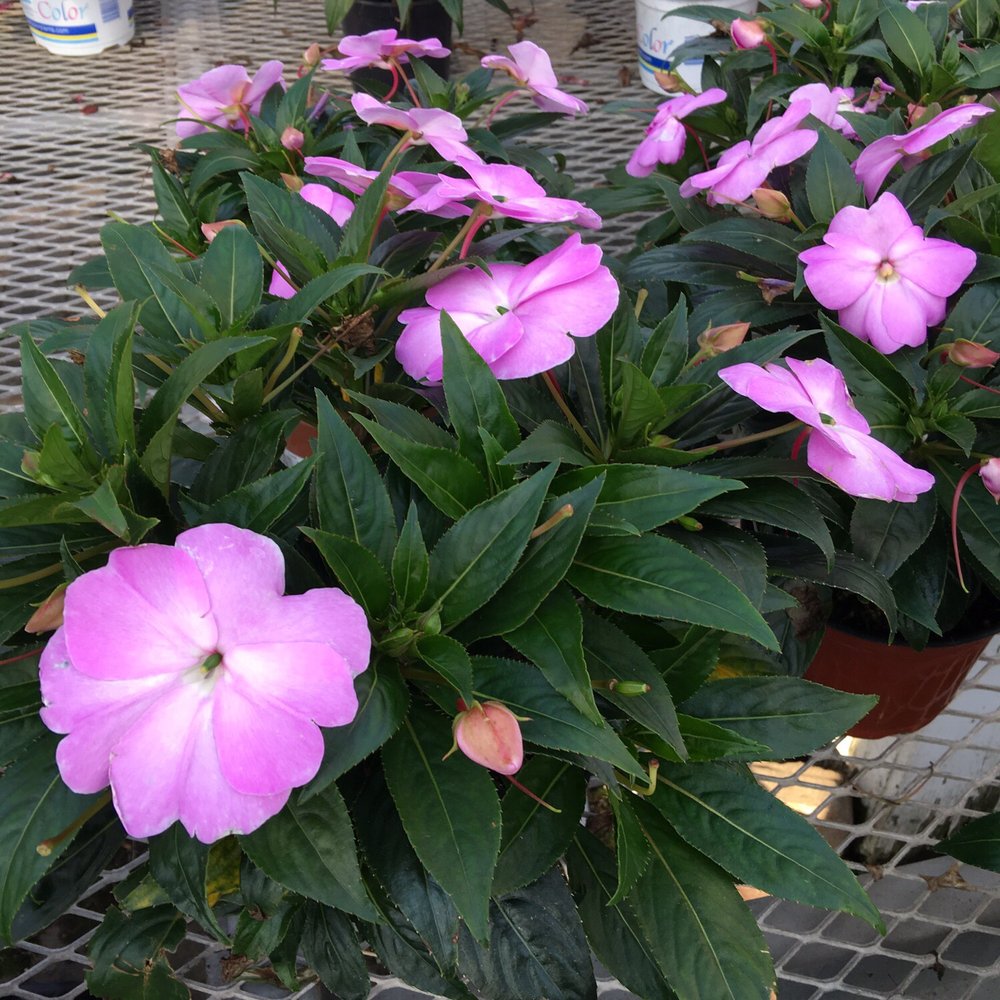 Crossroads Nursery - Great Lavender colors! - Nurseries & Gardening Near Me - Monmouth Junction, New Jersey Crossroads Nursery - Great Lavender colors! - Nurseries & Gardening Near Me - Monmouth Junction, New Jersey