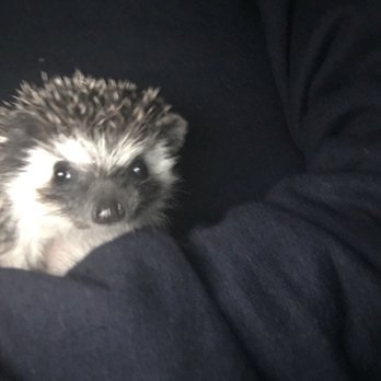 Rose City Hedgehogs - Pet Breeders Near Me