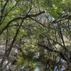 Olmos Basin Park gift card