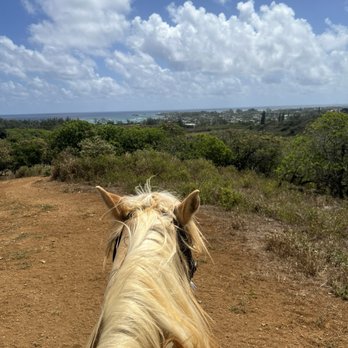 Gunstock Ranch - Mango - Horseback Riding Near Me - Laie, Hawaii Gunstock Ranch - Mango - Horseback Riding Near Me - Laie, Hawaii