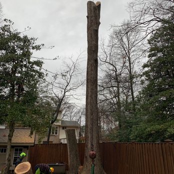 JL Tree Service - Tree Services Near Me - Fairfax, Virginia