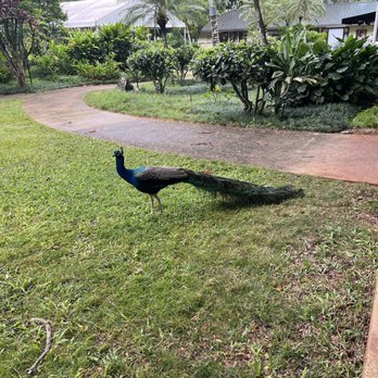 Toa Luau - A beautiful peacock at Tao Luau - Cultural Center Near Me - Haleiwa, Hawaii