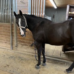 Oak Canyon Equestrian Center - Bandit