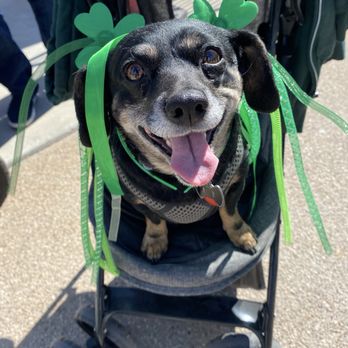 St. Patrick's Day Festival - Happy Miss Lainey! - Local Flavor Near Me - Henderson, Nevada