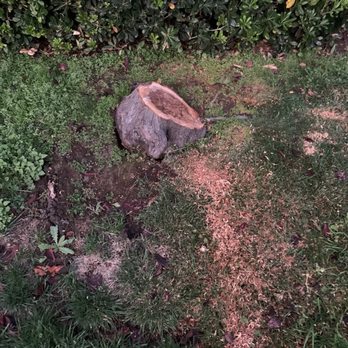 Hercules Tree Service & Landscape Construction - Cleaned up. - Tree Services Near Me - Hercules, California Hercules Tree Service & Landscape Construction - Cleaned up. - Tree Services Near Me - Hercules, California
