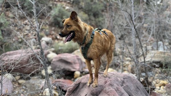 Red Rock Canyon by null