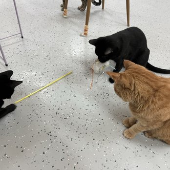 Save the Meow Meows Cat Lounge - Kitty play time! - Pet Adoption Near Me - Yucca Valley, California
