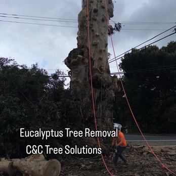 C&C Tree Solutions - Tree Services Near Me