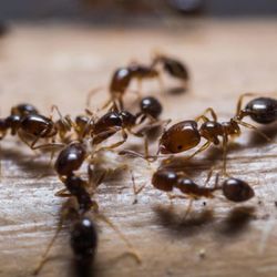 Maritime Pest Control - Photo