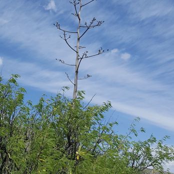 Kartchner Caverns State Park - Century plant that had bloomed - Parks Near Me - Benson, Arizona Kartchner Caverns State Park - Century plant that had bloomed - Parks Near Me - Benson, Arizona
