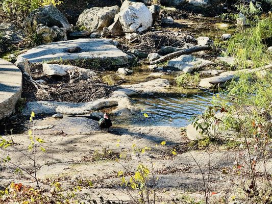 Bill's Burgers Wings & Things by null