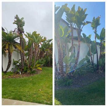 Master Tree Services - Before left after right - Tree Services Near Me Master Tree Services - Before left after right - Tree Services Near Me