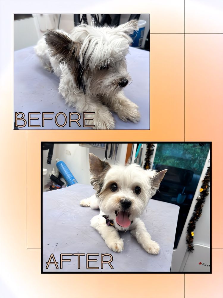 Furry Land Mobile Grooming