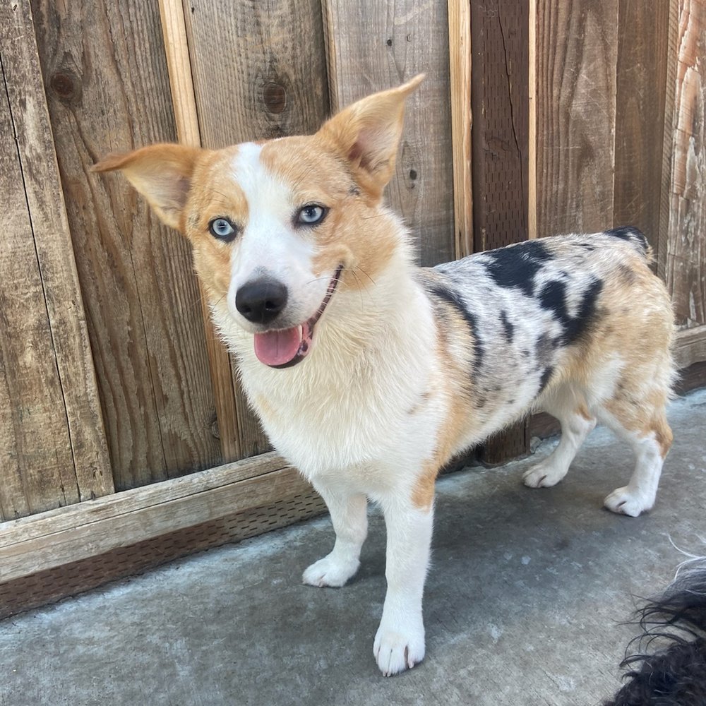 Pet Sitting To the MAX - Vegas is ready for more! - Dog Walkers Near Me - Mountain View, California Pet Sitting To the MAX - Vegas is ready for more! - Dog Walkers Near Me - Mountain View, California