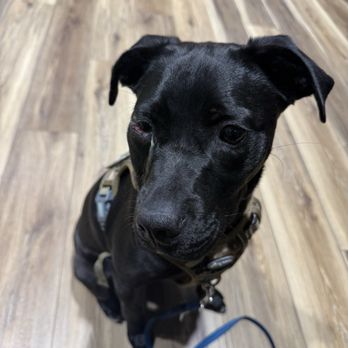 Dogtopia - Pet Boarding Near Me - Temecula, California