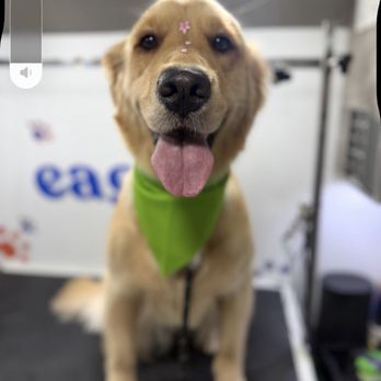Eagle Mobile Pet Grooming - Potato - Pet Groomers Near Me Eagle Mobile Pet Grooming - Potato - Pet Groomers Near Me