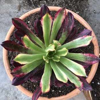 Mezcala Nursery - Mardi Gras Aeonium - Nurseries & Gardening Near Me - Long Beach, California Mezcala Nursery - Mardi Gras Aeonium - Nurseries & Gardening Near Me - Long Beach, California