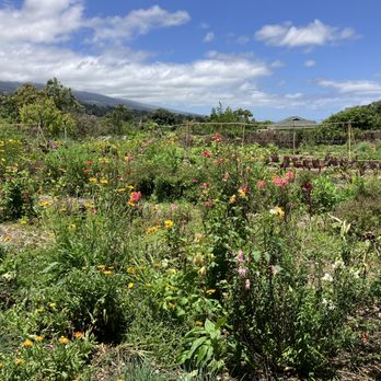 Maui Bees - Attraction Farms Near Me - Kula, Hawaii Maui Bees - Attraction Farms Near Me - Kula, Hawaii