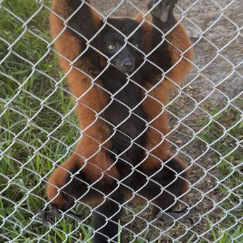 Wellington Conservation Center - Lemur. We got to feed them, but not pet them. - Petting Zoos Near Me - Wellington, Florida