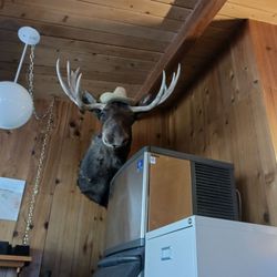 Kudar Log Cabins - Moose guards over the ice machine