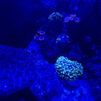 Kona Reef - Zoas and Fuzzy green mushroom from Kona - Local Fish Stores Near Me - Chandler, Arizona Kona Reef - Zoas and Fuzzy green mushroom from Kona - Local Fish Stores Near Me - Chandler, Arizona
