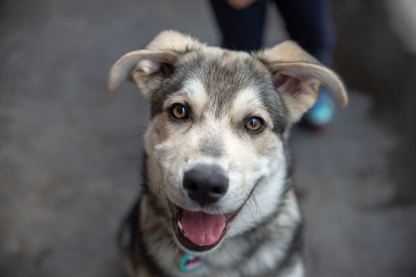 skids run dog daycare