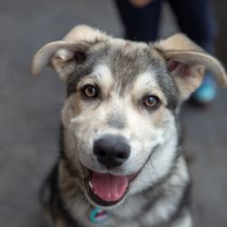 Skid's Run - Koda's first day!