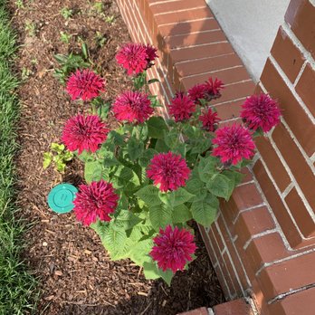 Clearwing Flowers Landscaping - Bee balm ready for hummingbirds! - Gardeners Near Me