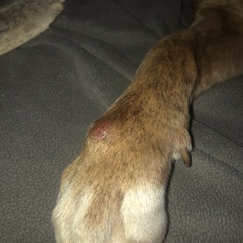 California Veterinary Hospital - After the swelling went down, this bump was revealed. - Veterinarians Near Me - Gardena, California