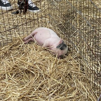 Deluca Farm - Lily the piggy - Pumpkin Patches Near Me - San Pedro, California Deluca Farm - Lily the piggy - Pumpkin Patches Near Me - San Pedro, California