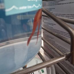 Dead Beta fish.