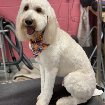 Muddy Paws Pet Pawlor - Pet Groomers Near Me - Rutherford College, North Carolina Muddy Paws Pet Pawlor - Pet Groomers Near Me - Rutherford College, North Carolina