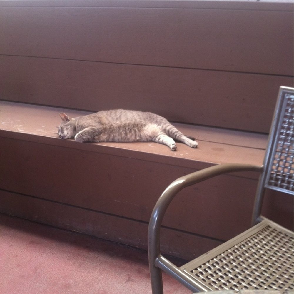 Skydive Lounge - Lazy bar cat at the Skydive! - Dive Bars Near Me - Riverside, California