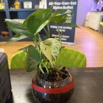 Maemax Market - Plant - Filipino Near Me - Madison, Tennessee