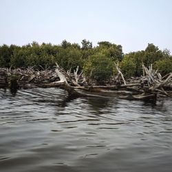 Bio Island Puerto Rico - Mangrove